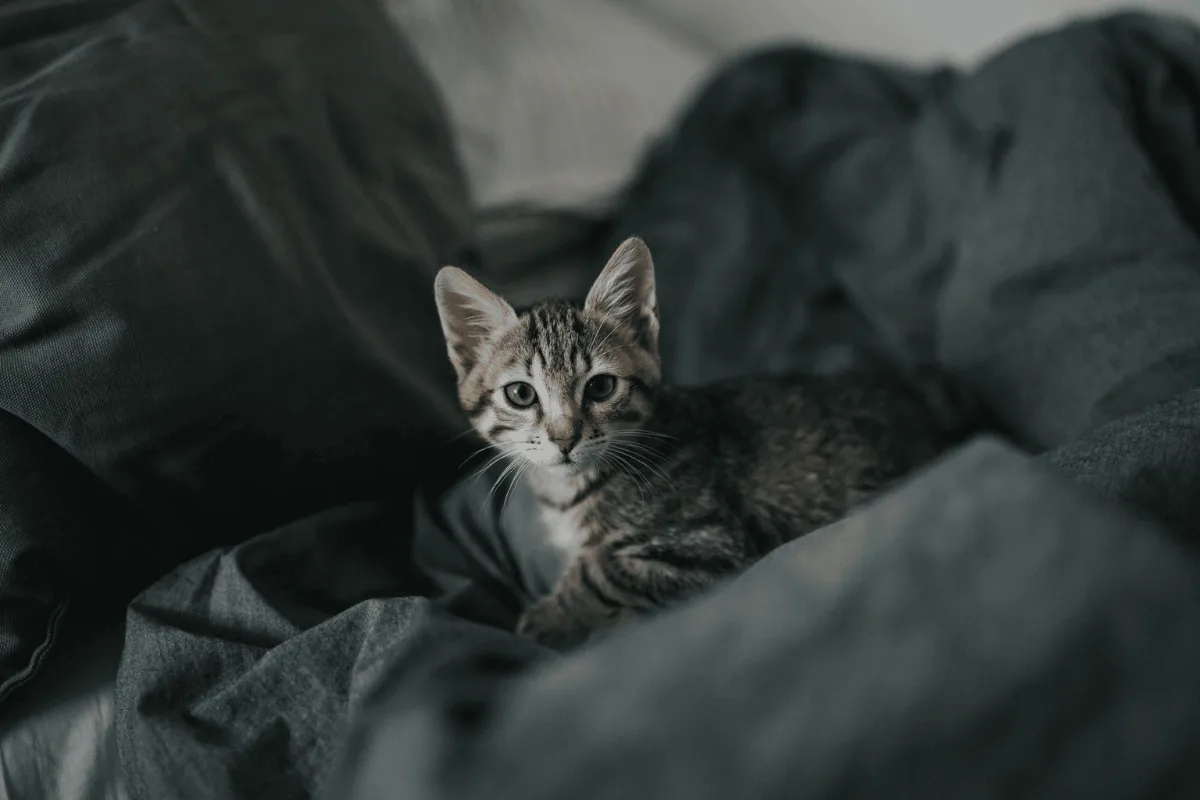 chaton agité