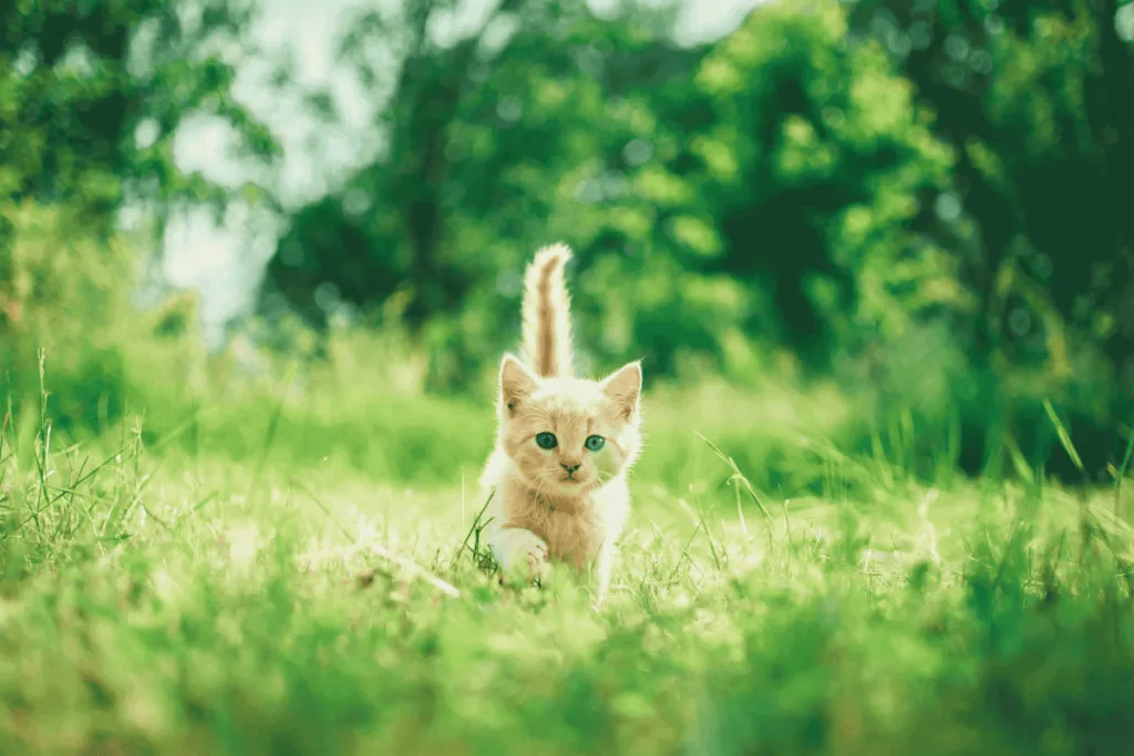 Chaton qui sort