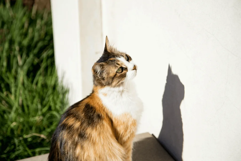 Chat devant un mur