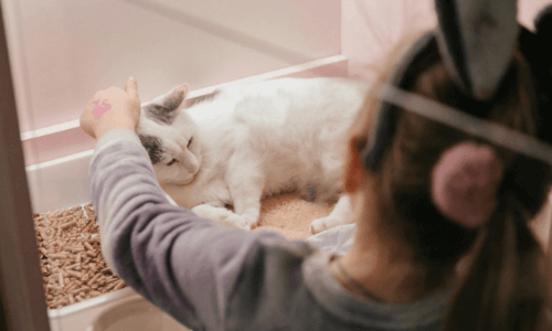 chat se faisant caresser dans un box