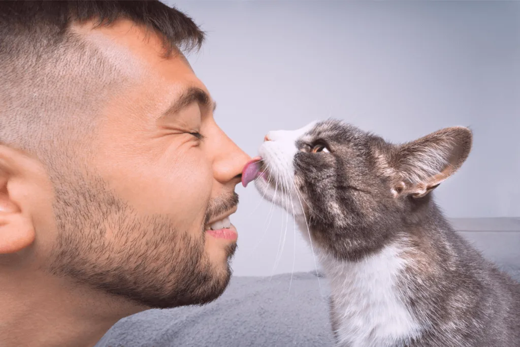 Chat qui lèche un homme