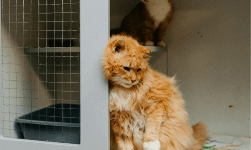 Chat dans un refuge