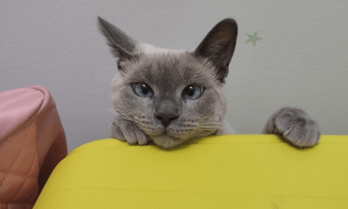 chat avec un strabisme