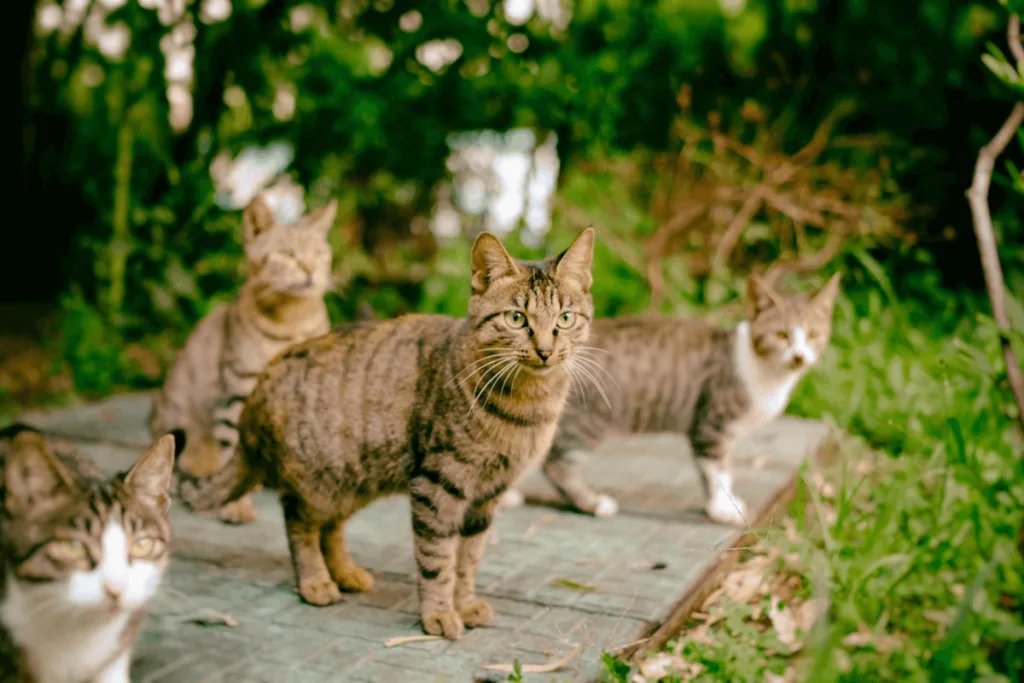 Surpopulation de chats