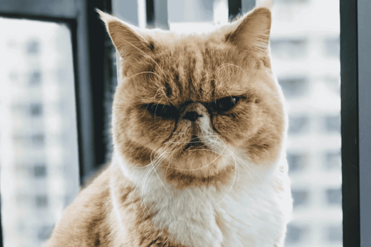 Photo de Grumpy cat