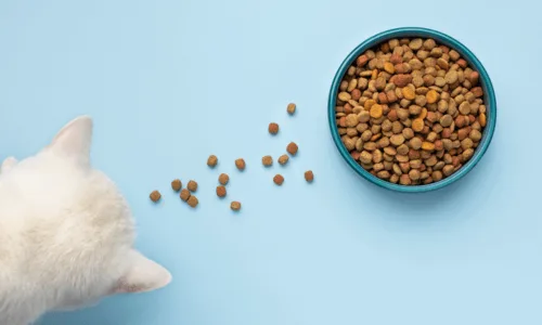 chat se rapproche d'une gamelle de croquettes