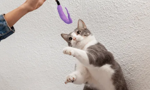 Chat qui joue avec un pompon