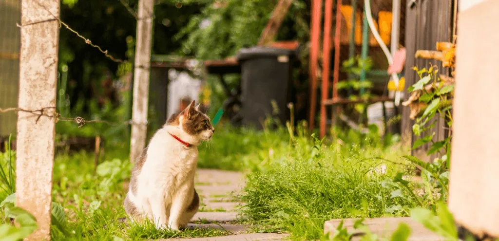 Chat dehors qui refuse de rentrer