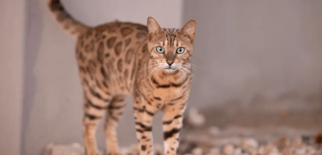 Chat Savannah