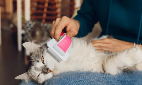 chat qui se fait brosser