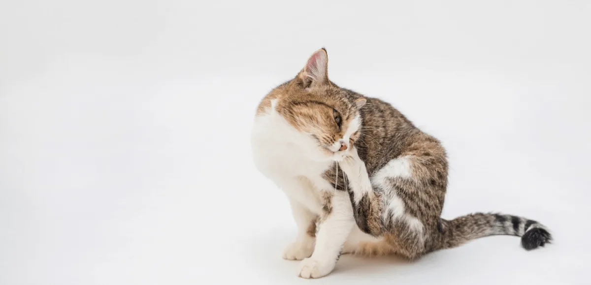 chat qui se gratte