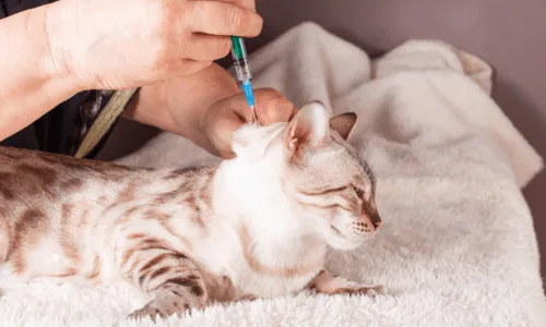 chat qui se fait une piqure par le veterinaire