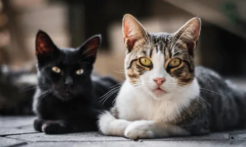 Deux chats allongés