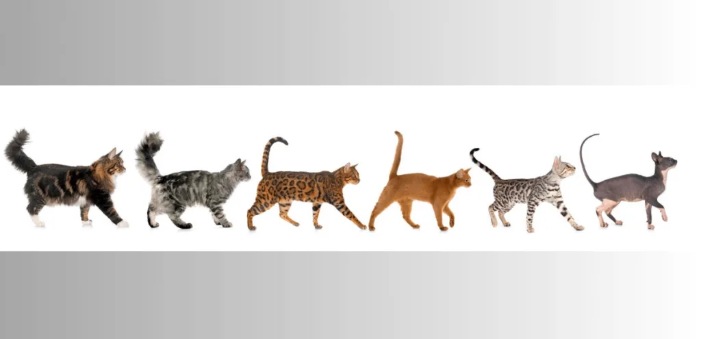 chats de differentes tailles