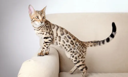 Chat Bengal sur un canapé