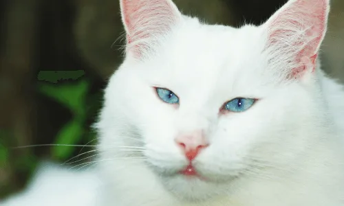 chat blanc avec des yeux bleus