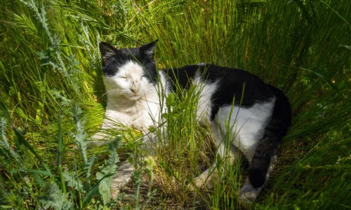 Chat couché dans l'herbe
