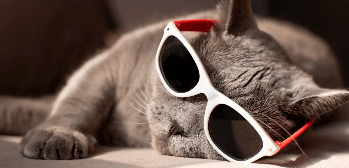 Chat avec des lunettes de soleil