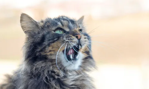 Chat qui miaule dehors