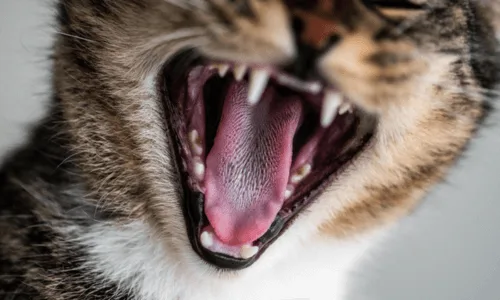 Chat qui miaule