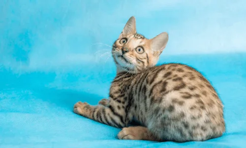 Chaton bengal
